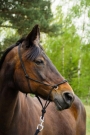 Hetty